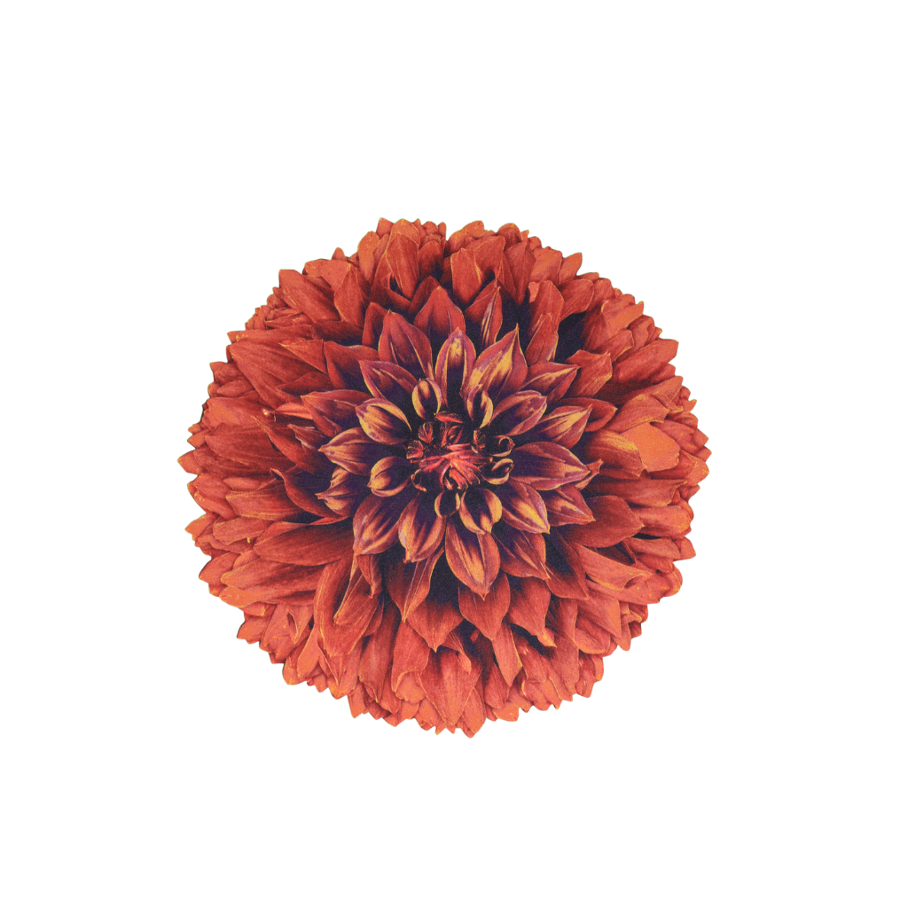 JOGO AMERICANO FLOR DE TECIDO IMPERMEÁVEL - ESTAMPA CRISÂNTEMO LARANJA LA GLORIA